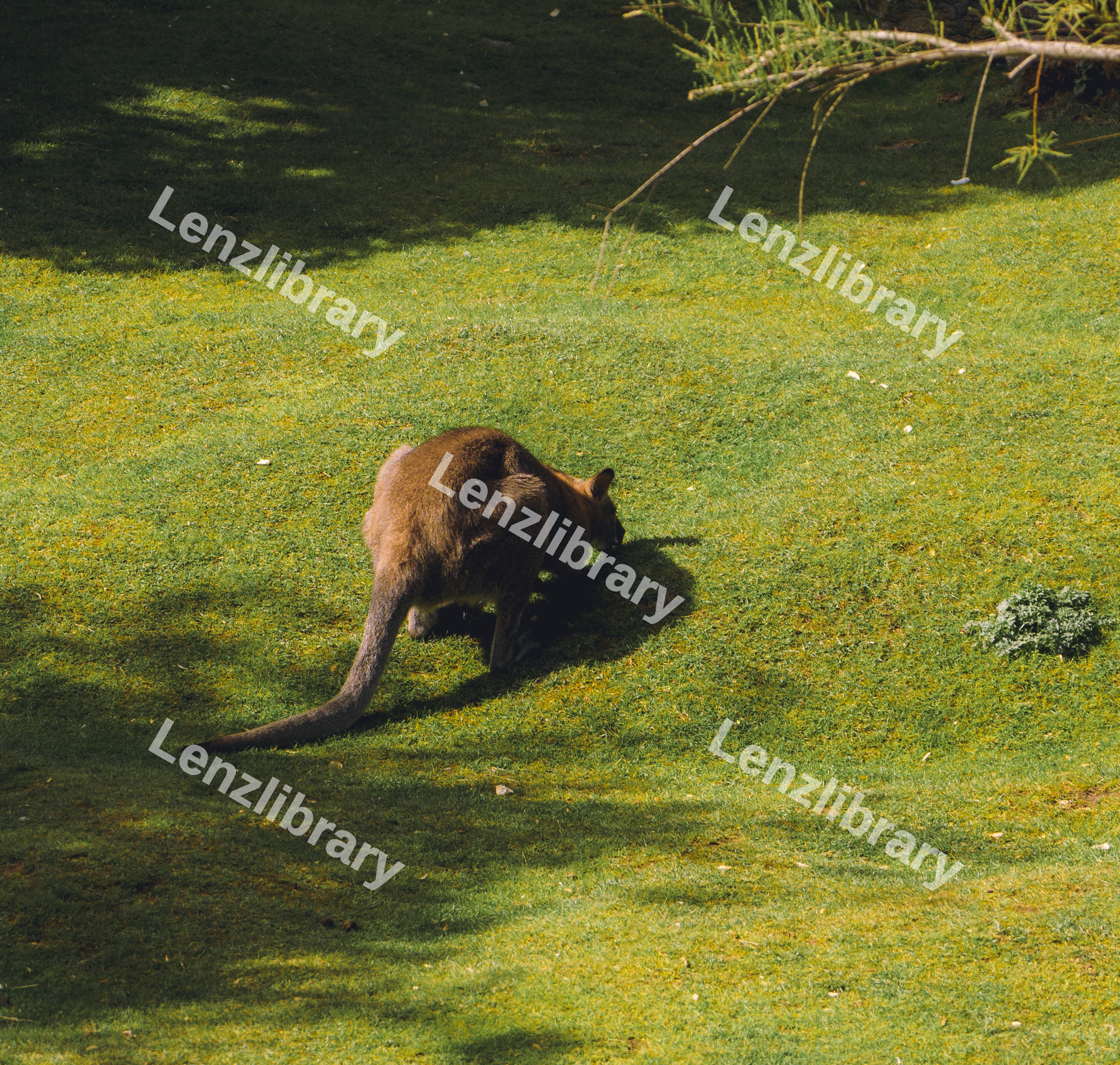 Kangaroo Grazing (Variation)